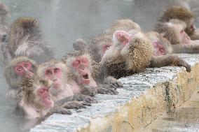 Monkeys indulge themselves in north Japan hot spring