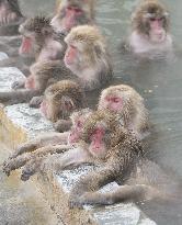 Monkeys soak themselves in north Japan hot spring