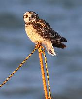 Short-eared owl overwinters in northern Japan