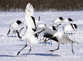Red-crowned cranes feed in snow at north Japan center