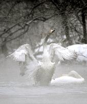 Swan in river amid extreme cold in Hokkaido