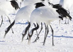 Red-crowned cranes in Hokkaido
