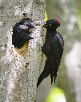 Black woodpecker spotted feeding in Hokkaido