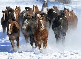 Horses run on snow-covered field for winter exercise