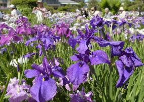 Japanese iris in full bloom at Tokyo park