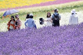 Lavender flowers bloom at Hokkaido farm