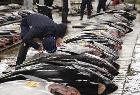 Tsukiji market scenes ahead of relocation