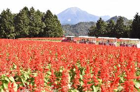 Salvia flowers paint Tottori park in red