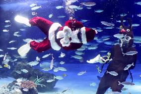 Christmas show at aquarium