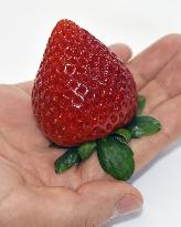 New strawberry from Tochigi Pref.
