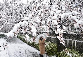 Out-of-season snow in Tokyo