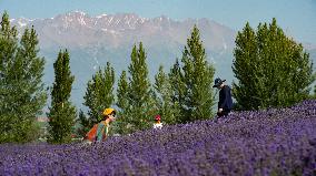 CHINA-XINJIANG-HOUCHENG COUNTY-LAVENDER INDUSTRY (CN)