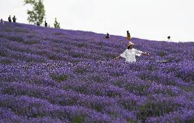 CHINA-XINJIANG-HOUCHENG COUNTY-LAVENDER INDUSTRY (CN)