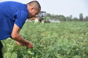 Xinhua Headlines: Xinjiang farmers indignant about being labeled by U.S. lies