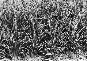 Dead rice plants in Hiroshima