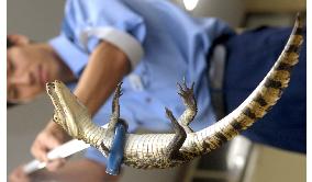 Crocodile captured at hospital parking lot in Nagoya