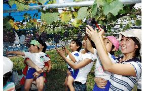 Grape-picking in season at Kyoho grape farms in Wakayama