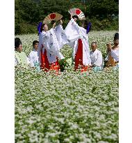 Traditional dance performed for Hokkaido tourists
