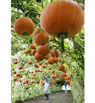 'Flying pumpkins' being grown in Hokkaido