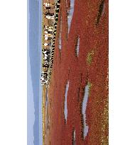 Red carpet of common glasswort seen in Hokkaido