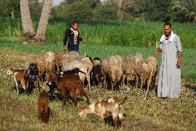 EGYPT-GIZA-HERDING