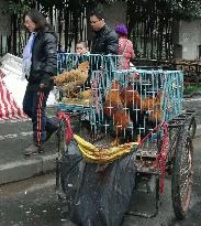 Live poultry trade in Shanghai