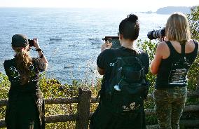 Activists against dolphin hunt