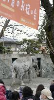 Japan's oldest elephant