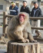 New boss monkey takes helm at Oita zoo