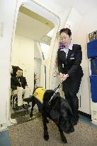 Trainee assistance dog boards plane at ANA training center