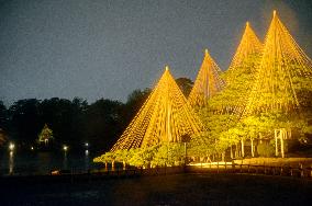Rope-supported pine trees glow gold in light