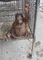 Baby orangutan kept in pen at Indonesian 'zoo of death'