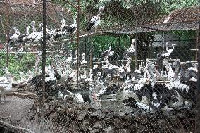 Pelicans jammed into small pen at Indonesian 'zoo of death'