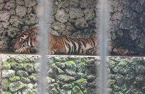 Tiger lies in cage at Indonesian zoo