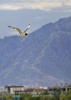 CHINA-TIBET-LHASA-BIRDS (CN)