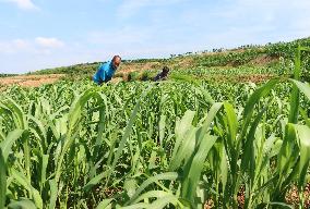 CHINA-HEBEI-LULONG-LAND TRANSFORMATION (CN)