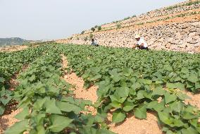 CHINA-HEBEI-LULONG-LAND TRANSFORMATION (CN)