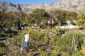 SOUTH AFRICA-CAPE TOWN-URBAN FARMING