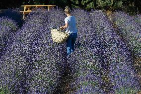 MIDEAST-GOLAN HEIGHTS-LAVENDER-HARVEST