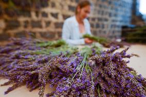 MIDEAST-GOLAN HEIGHTS-LAVENDER-HARVEST