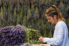 MIDEAST-GOLAN HEIGHTS-LAVENDER-HARVEST