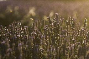 MIDEAST-GOLAN HEIGHTS-LAVENDER-HARVEST
