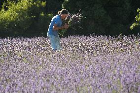 MIDEAST-GOLAN HEIGHTS-LAVENDER-HARVEST