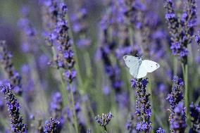 MIDEAST-GOLAN HEIGHTS-LAVENDER-HARVEST