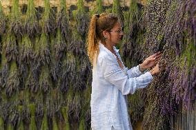 MIDEAST-GOLAN HEIGHTS-LAVENDER-HARVEST