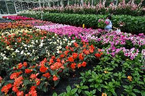 SINGAPORE-FLOWER TRIAL-NEW HYBRIDS