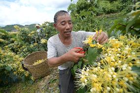 CHINA-GUIZHOU-HONEYSUCKLE-INDUSTRY (CN)