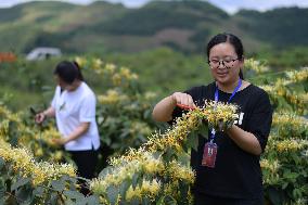 CHINA-GUIZHOU-HONEYSUCKLE-INDUSTRY (CN)