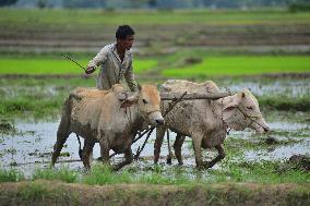 INDIA-ASSAM-FARMING