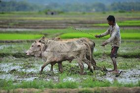 INDIA-ASSAM-FARMING